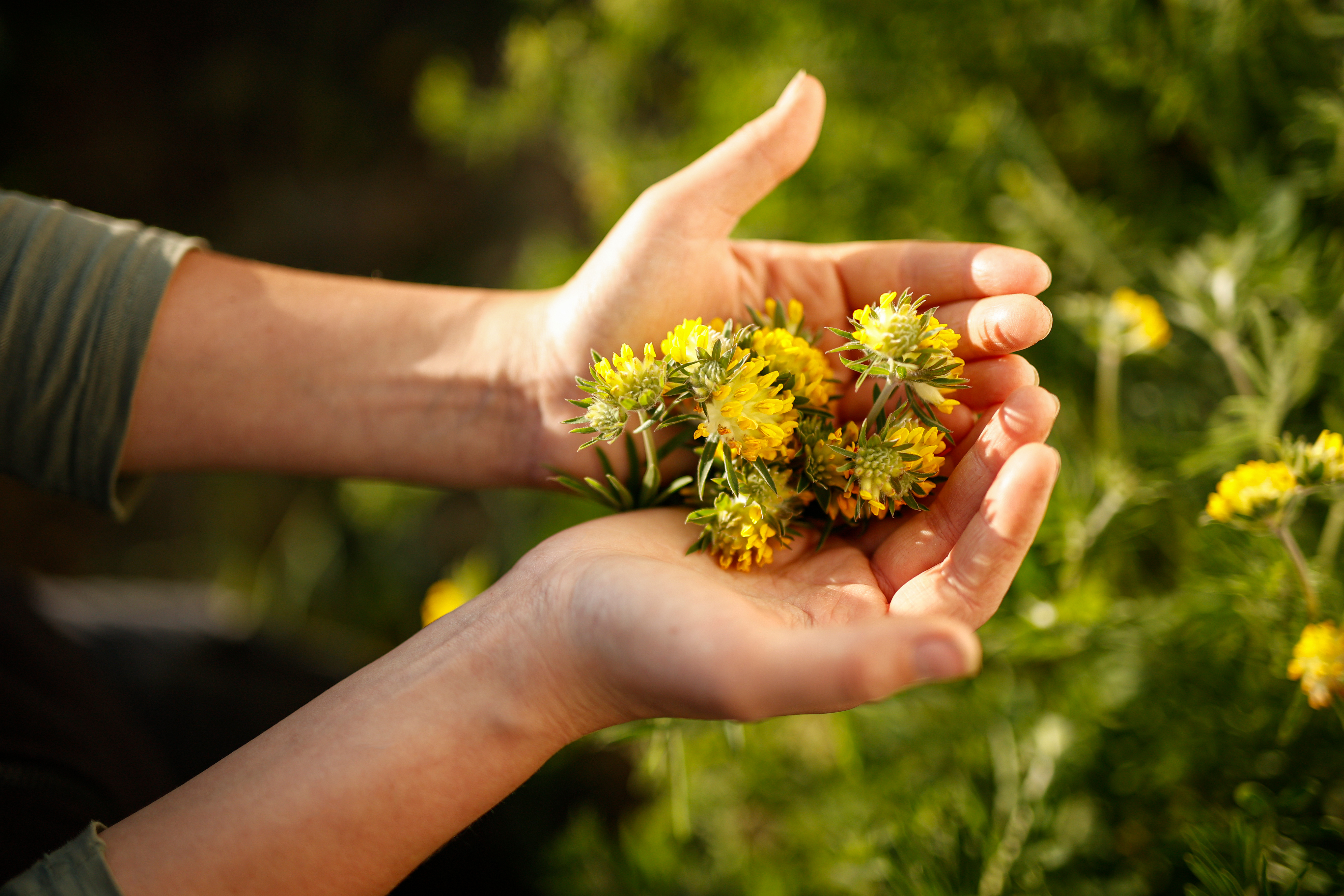 Cueillette d'anthyllide pour cosmétique biodynamique Dr Hauschka